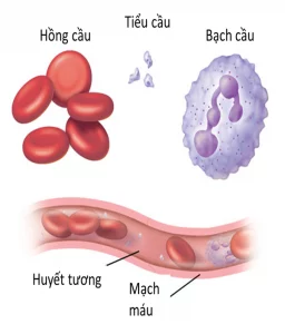 Cấu tạo của các tế bào máu trong cơ thể người