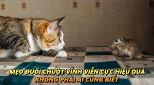 Mẹo đuổi chuột vĩnh viễn: Top 7 mẹo không phải ai cũng biết