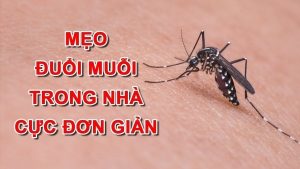 Mẹo đuổi muỗi - Top 8 mẹo đơn giản, an toàn, hiệu quả tức thì 