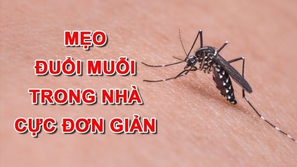 Mẹo đuổi muỗi - Top 8 mẹo đơn giản, an toàn, hiệu quả tức thì 